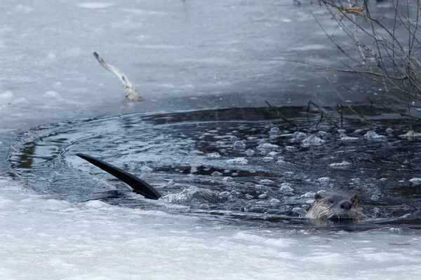 Fischotter schwimmt in der Nähe des Eises — Stockfoto
