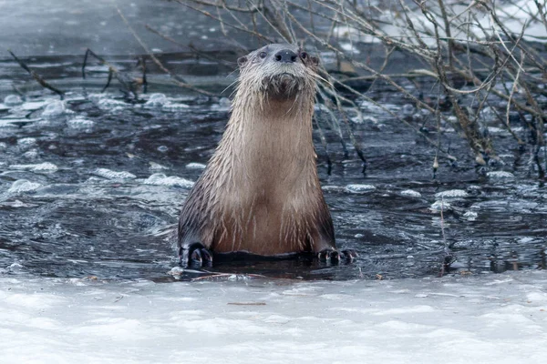 Fischotter schwimmt in der Nähe des Eises — Stockfoto