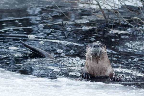 Fischotter schwimmt in der Nähe des Eises — Stockfoto