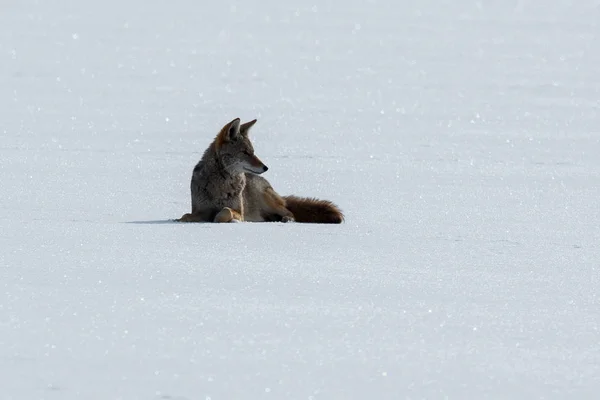 Coyote liggande på snön — Stockfoto