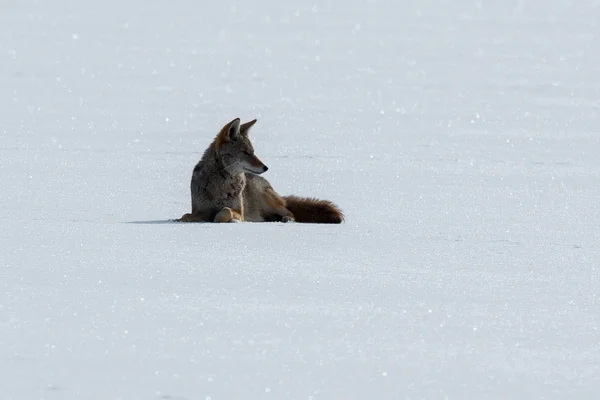 土狼躺在雪上 — 图库照片