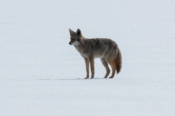 Coyote standing on the snow — Stock Photo, Image