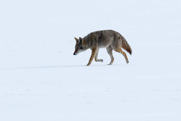 Coyote caminando sobre la nieve — Foto de Stock