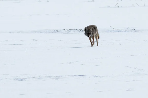 Coyote walking on the snow — Stock Photo, Image
