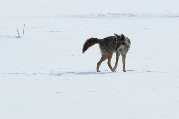 Coyote promenader i snön — Stockfoto