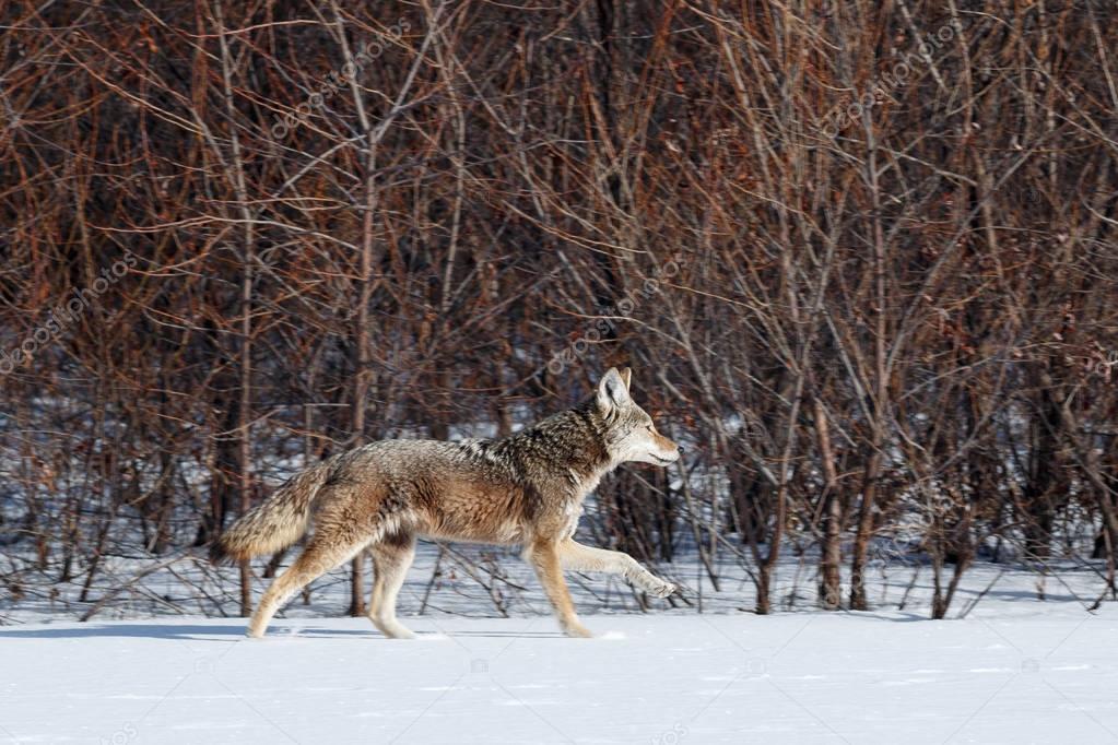 Coyote hunting in the snow