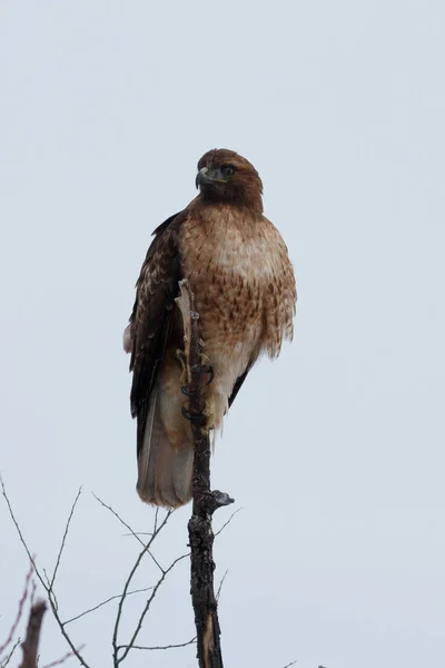 Röd - tailed hök sitter på en pinne — Stockfoto