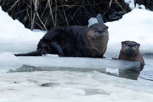 Flussotter sitzen auf dem Eis — Stockfoto