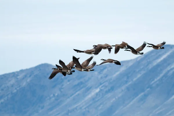 Канадские гуси взлетают — стоковое фото
