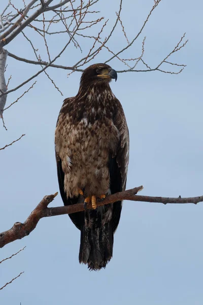 Águila calva (inmadura) sentada en una rama — Foto de Stock