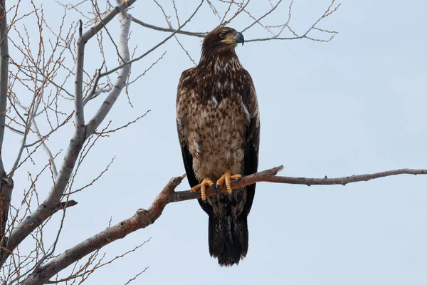 Weißkopfseeadler (unreif) sitzt auf einem Ast — Stockfoto