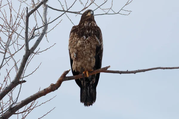 Weißkopfseeadler (unreif) sitzt auf einem Ast — Stockfoto