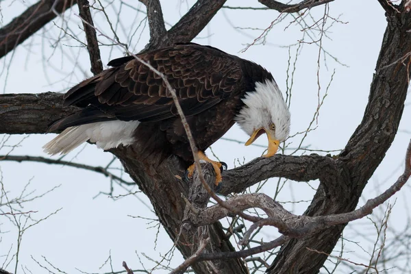 Bald eagle med näbben öppen — Stockfoto