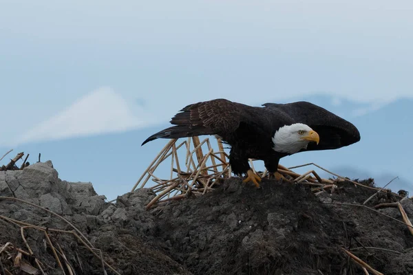 Bald eagle lyfter — Stockfoto