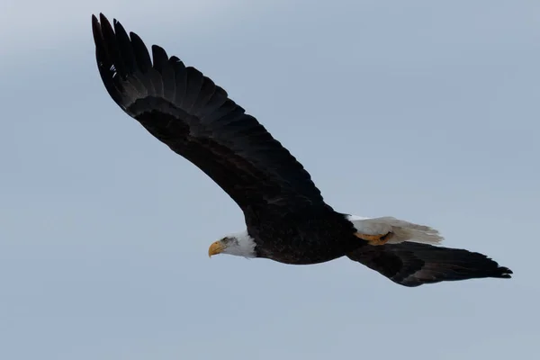 Φαλακρός αετός πετώντας στα ύψη — Φωτογραφία Αρχείου