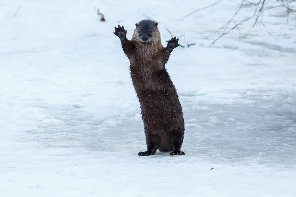 River otter standing and waving on the ice — Stock Photo, Image