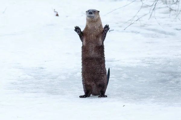 Rivier otter staande en zwaaien op het ijs — Stockfoto