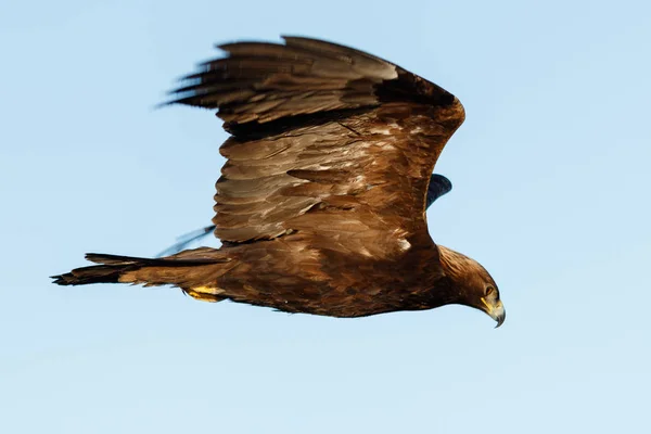 Voando águia careca, fase juvenil — Fotografia de Stock