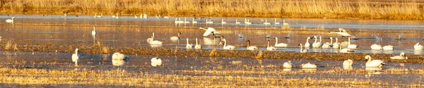 Tundra-Schwäne heben vom Wasser ab — Stockfoto