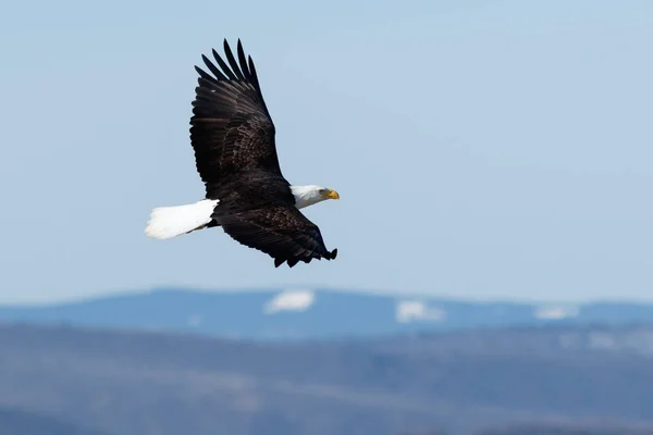 Bald eagle skyhöga — Stockfoto