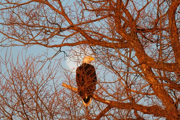 Águila calva sentada en árbol con fondo lunar — Foto de Stock