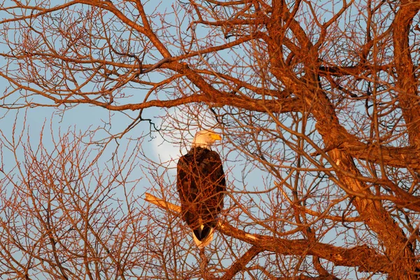 Águila calva sentada en árbol con fondo lunar — Foto de Stock