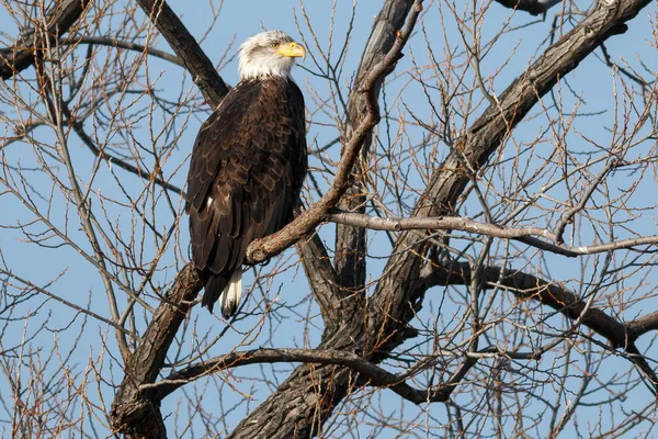 Águila calva sentada en un árbol — Foto de Stock