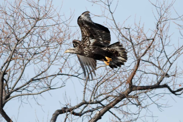 Águila calva volando, fase juvenil — Foto de Stock