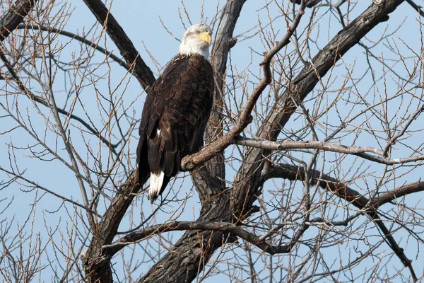 Águila calva sentada en un árbol — Foto de Stock