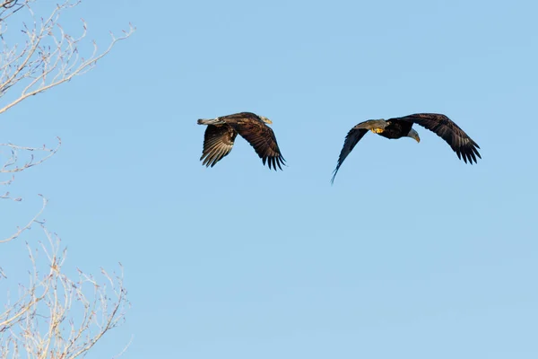 Bald eagle adult and juvenile flying together — Stock Photo, Image