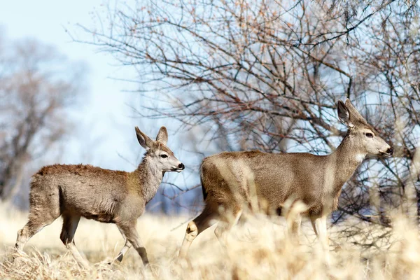 Cerfs marchant près des arbres — Photo