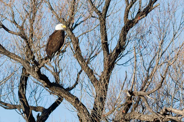 Águila calva sentada en un árbol — Foto de Stock