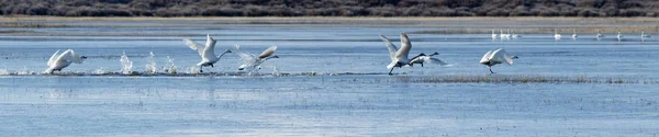 Трубачи-лебеди, вылетающие из воды — стоковое фото