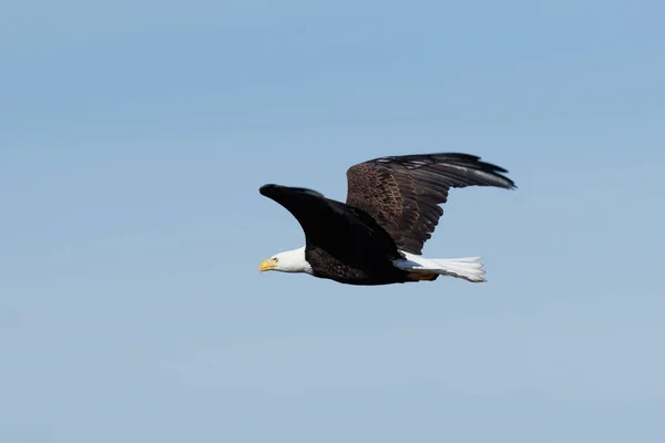 Bald eagle skyhöga — Stockfoto