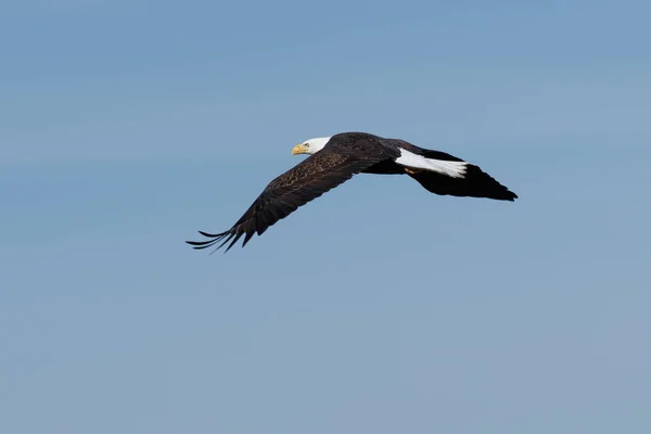 Bald eagle soaring