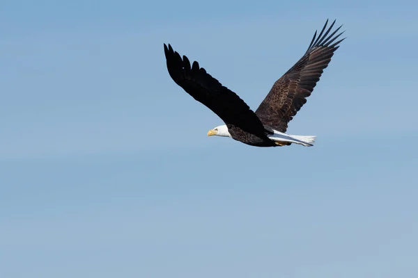 Bald eagle soaring