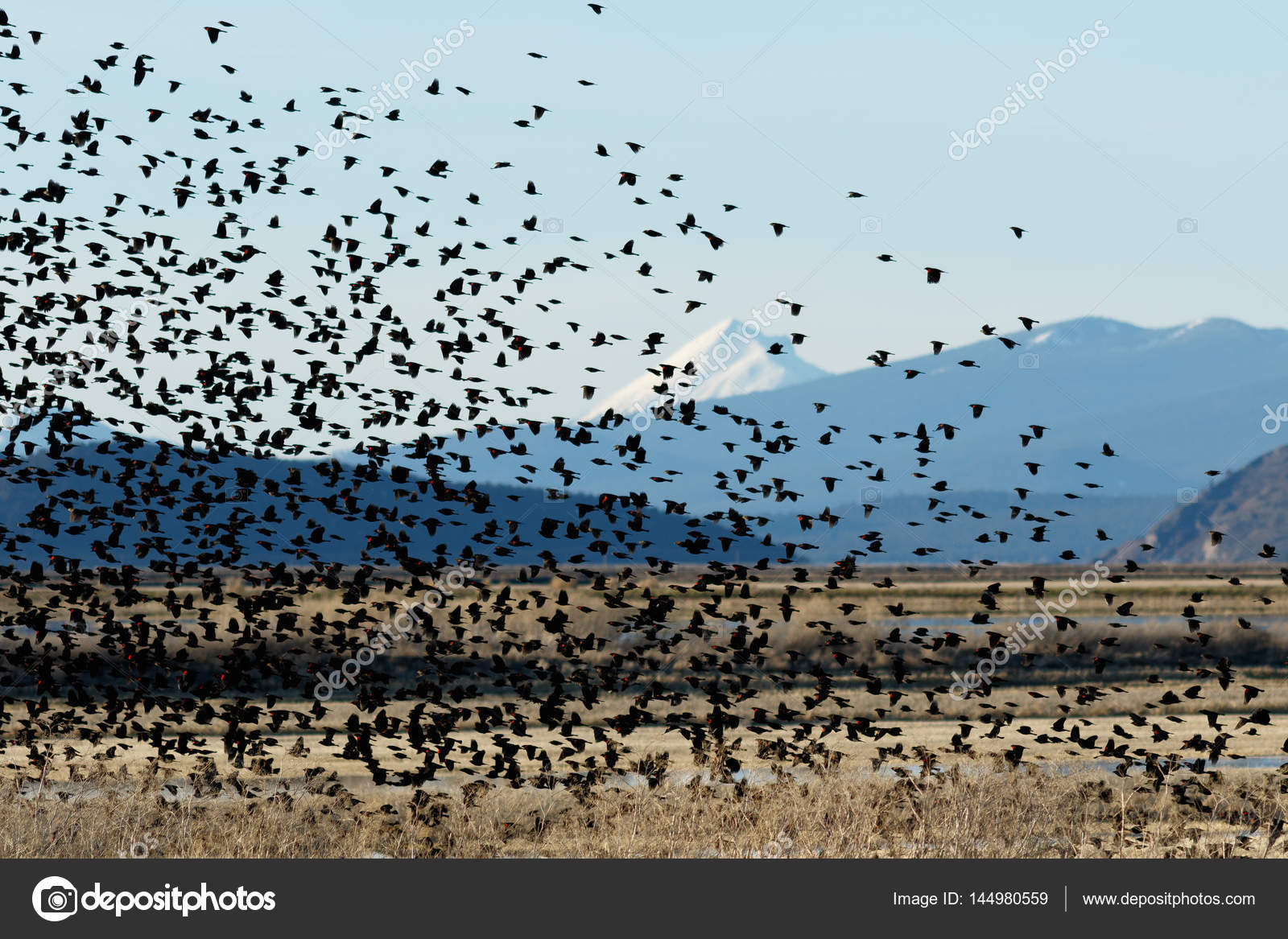 Rouge à Ailes Noires Oiseaux Qui Volent Photographie