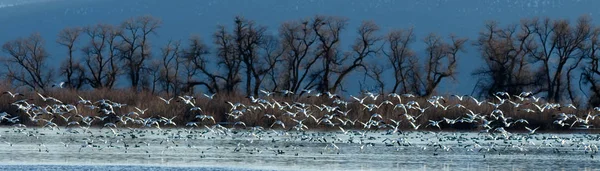 Schneegänse heben vom Wasser ab — Stockfoto