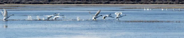 Trompeterschwäne heben aus dem Wasser ab — Stockfoto