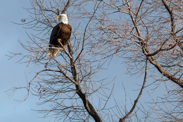 Bald eagle sitting in a tree