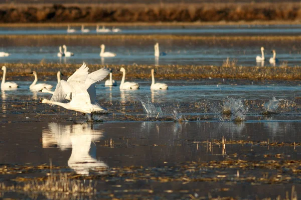 Cisnes de Tundra despegando del agua — Foto de Stock