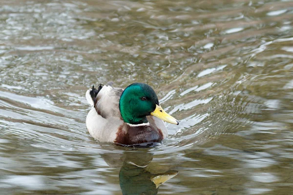 Drake Yüzme yeşilbaş ördek — Stok fotoğraf