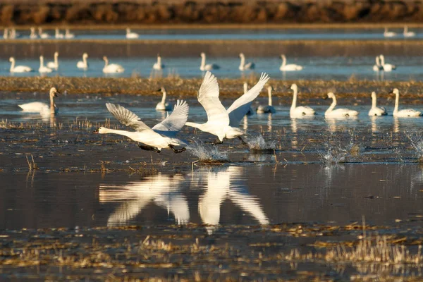 Cisnes de Tundra despegando del agua — Foto de Stock