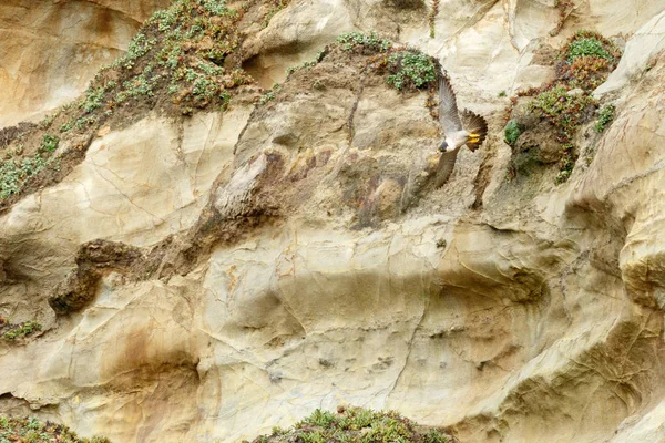 Перегриновый сокол взлетает со скалы — стоковое фото
