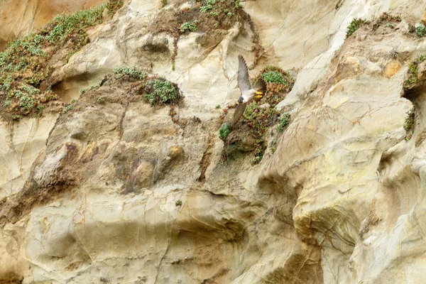 Peregrine falcon taking off from cliff — Stock Photo, Image