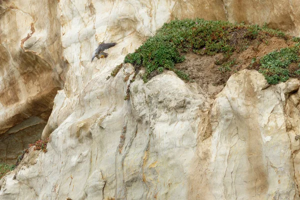Падение сокола Перегрина на скалу — стоковое фото