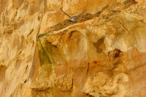 Peregrine falcon landing on cliff — Stock Photo, Image