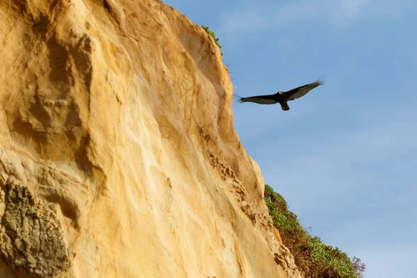 Peru vulcher voando ao longo do penhasco — Fotografia de Stock