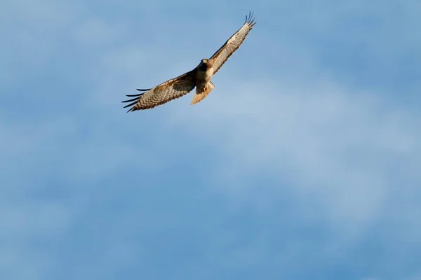 Falcão de cauda vermelha a voar — Fotografia de Stock