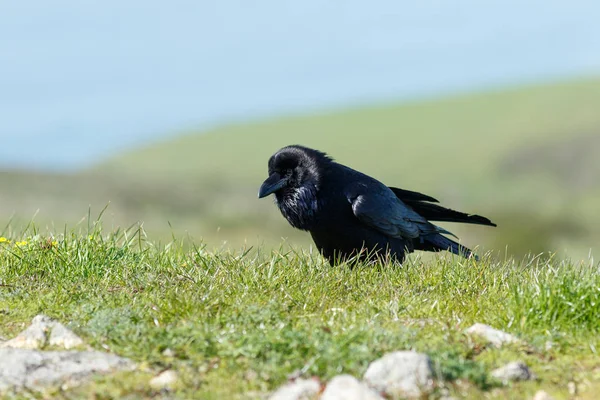 Raven andando na grama — Fotografia de Stock